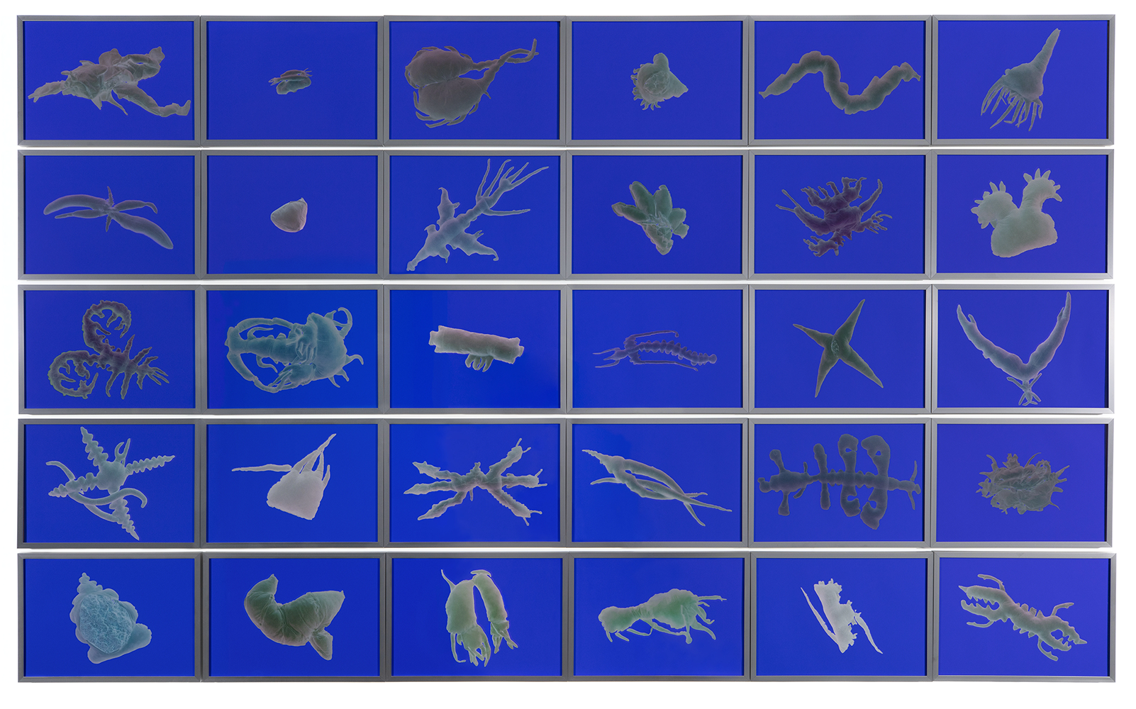 Coroplast Collection